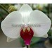 Орхидея 2 ветки (Christa-Wichmann)